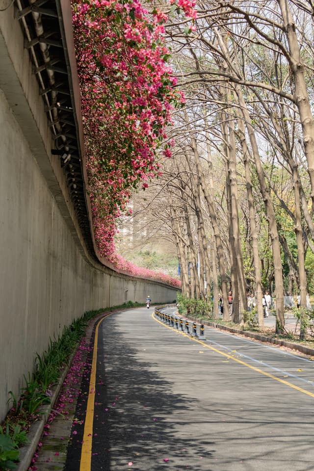 深圳三角梅