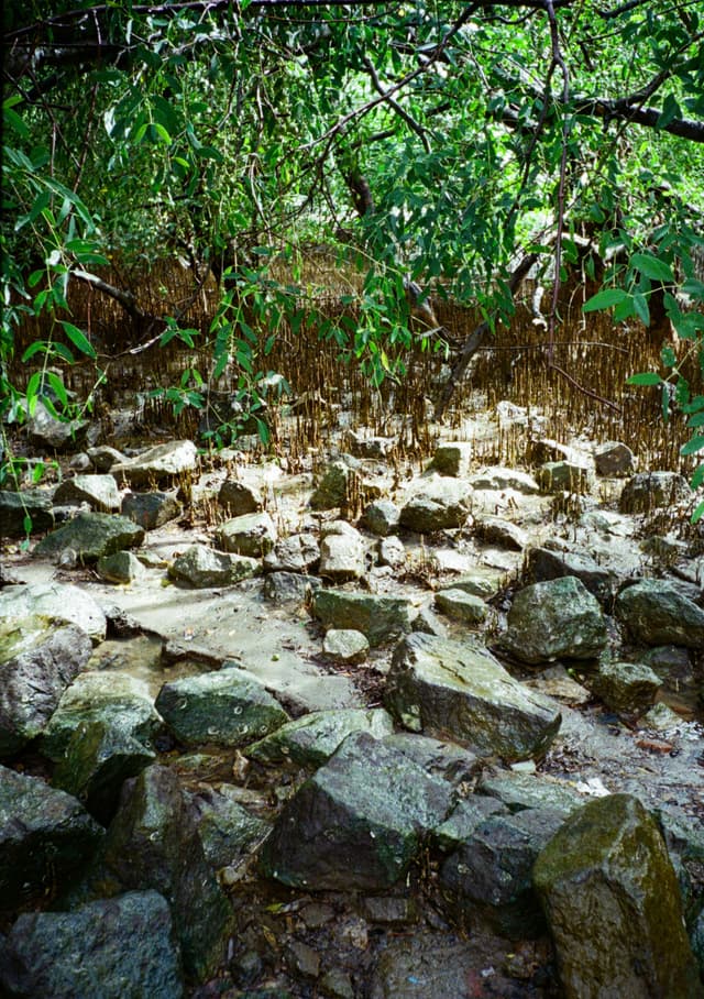 西湾红树林