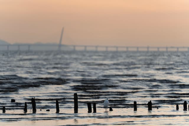 海鸥