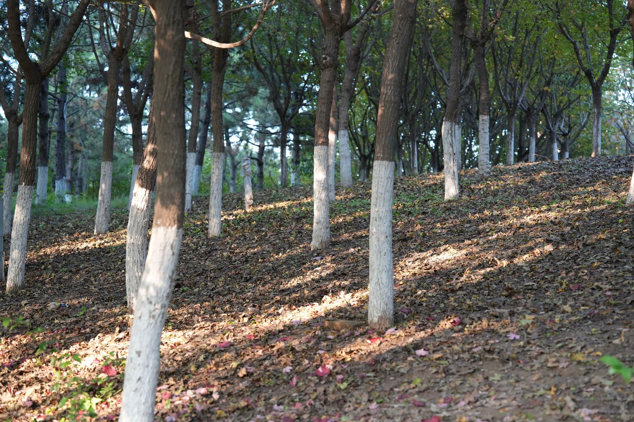 绿树和阳光