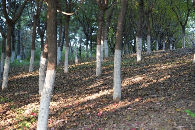绿树和阳光