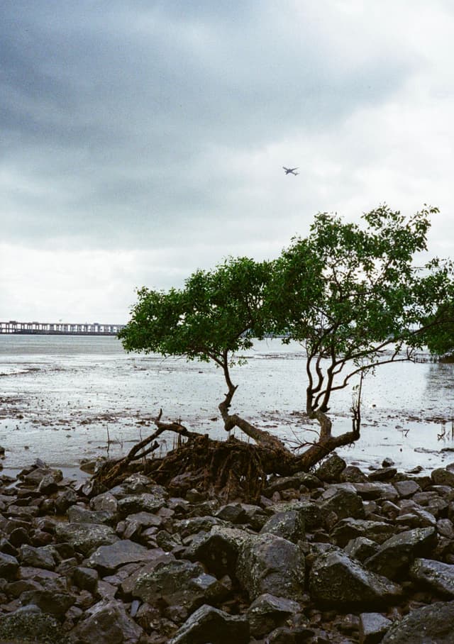 西湾红树林
