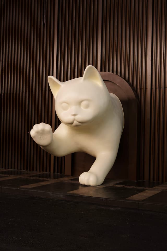 猫