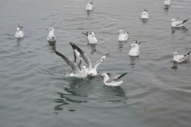 青海湖的海鸥