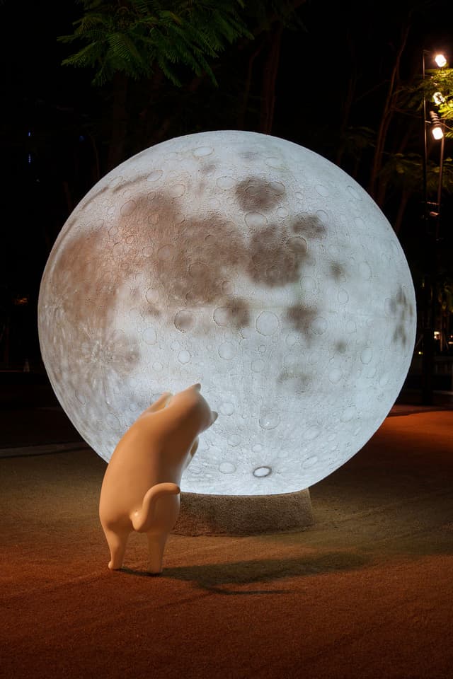 月亮下的猫