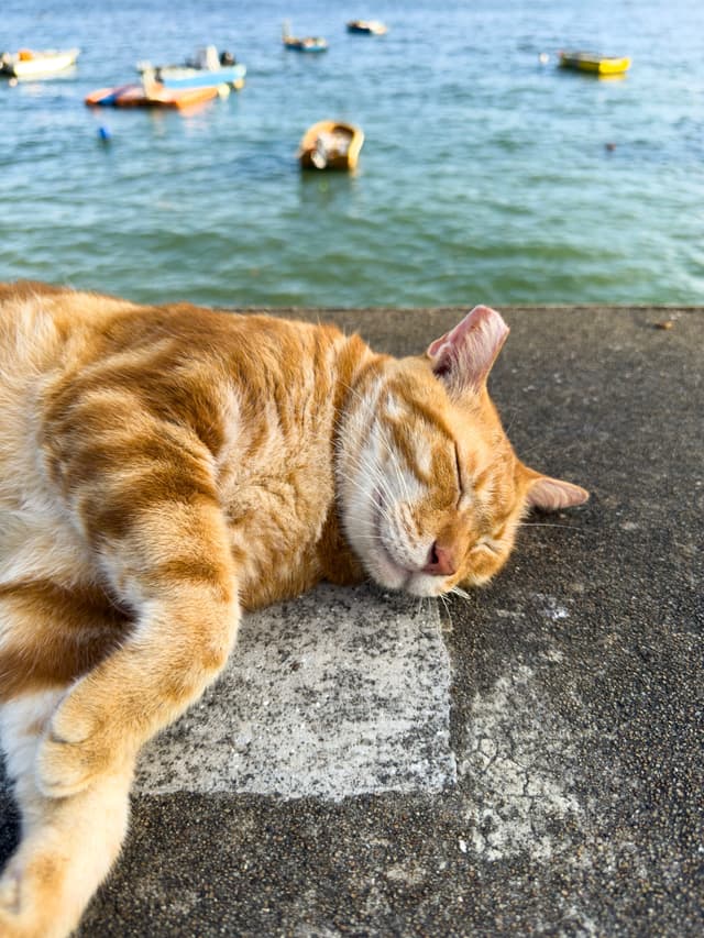 悠闲的小猫