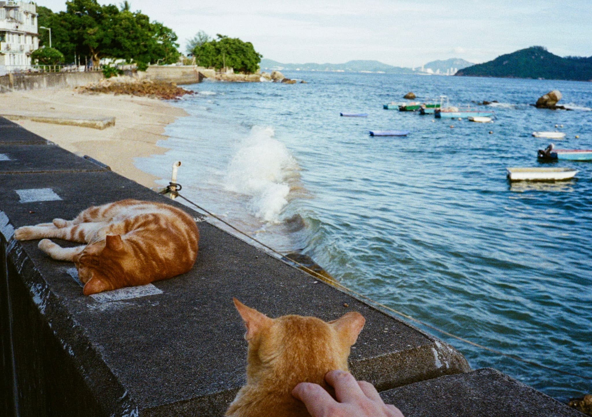坪洲岛上的猫